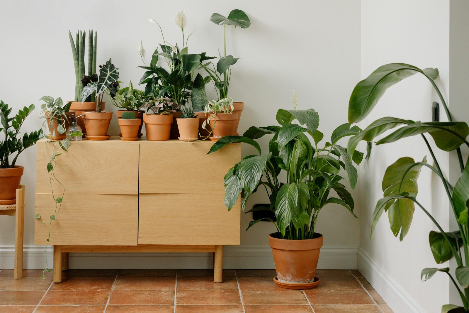 Biophilia concept reference